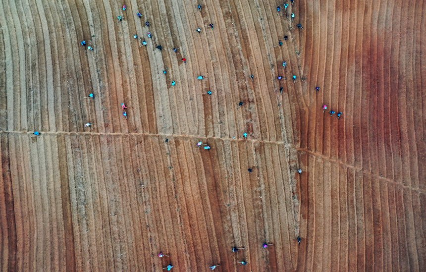 12月5日，村民在太子參種植基地整理苗床（無人機照片）。