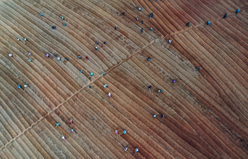 12月5日，村民在太子參種植基地整理苗床（無人機照片）。