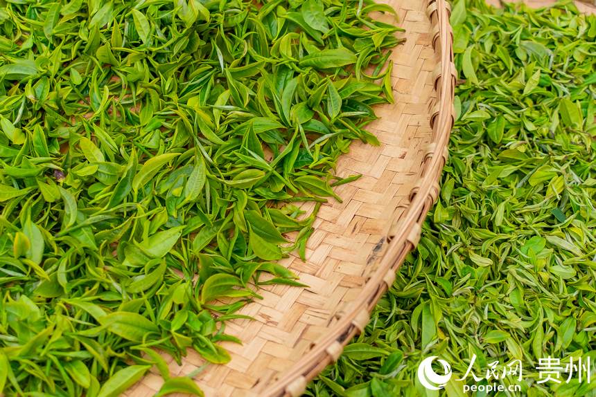 剛剛采摘下來的茶芽。人民網 涂敏攝