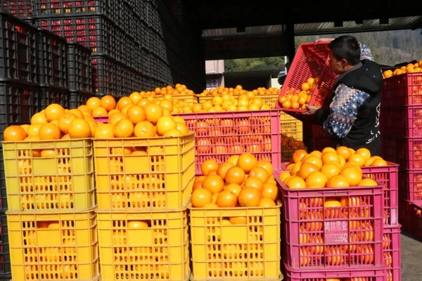 春節期間畢節市物資供應充足。