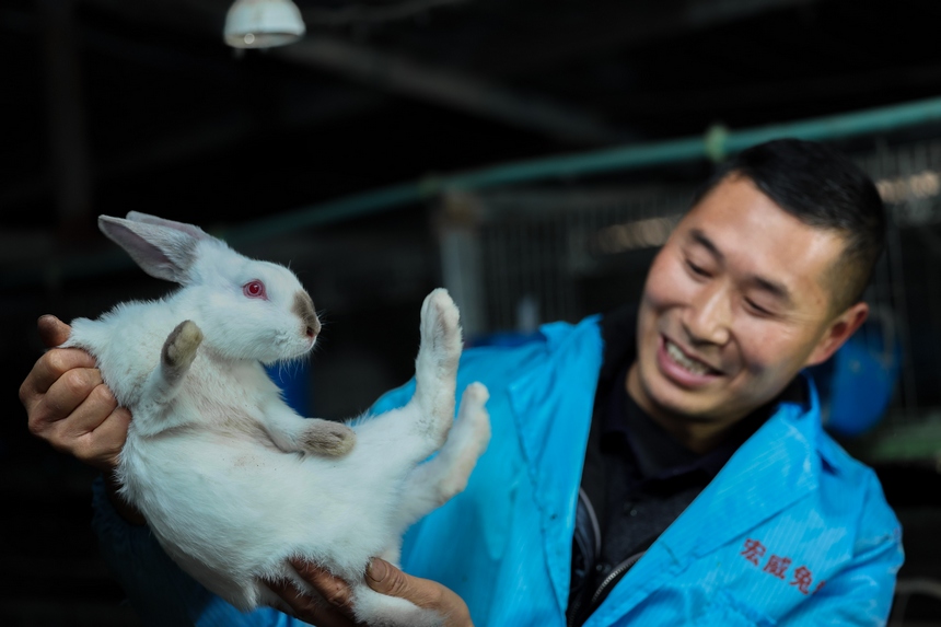 宋勝德在察看兔子生長情況。