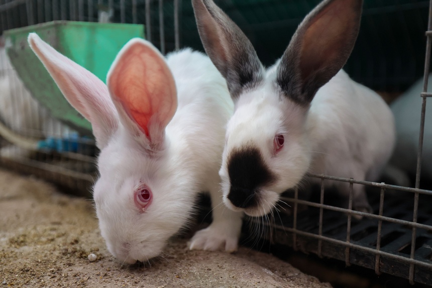 水塘村欣源種養殖專業合作社拍攝的兔子。