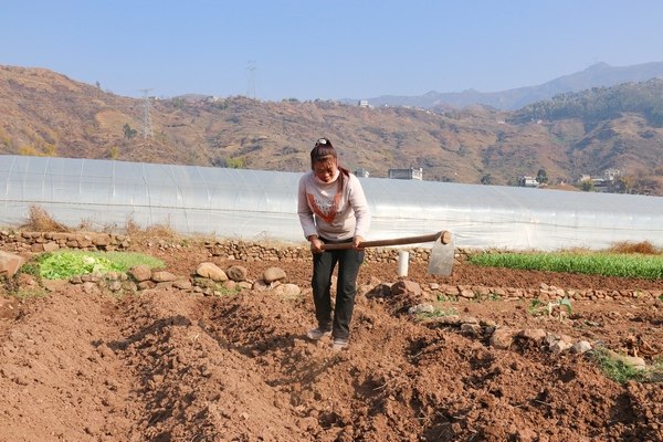 2月6日，威寧縣金鐘鎮夸都社區種植早熟玉米的群眾在打窩。趙慶能攝