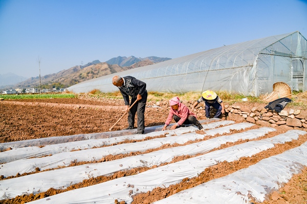 2月6日，威寧縣金鐘鎮夸都社區種植早熟玉米的群眾在覆膜。趙慶能攝