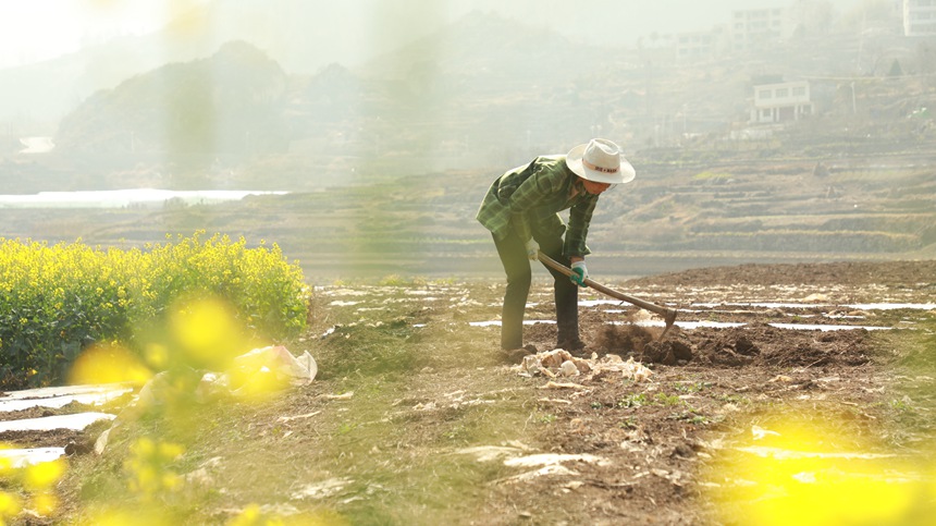 2月13日，村民在貴州省大方縣石桅村早熟糯玉米基地起壟。周訓貴攝