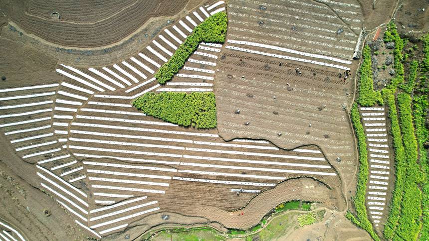 2月13日，貴州省大方縣石桅村早熟糯玉米基地航拍。李靈攝