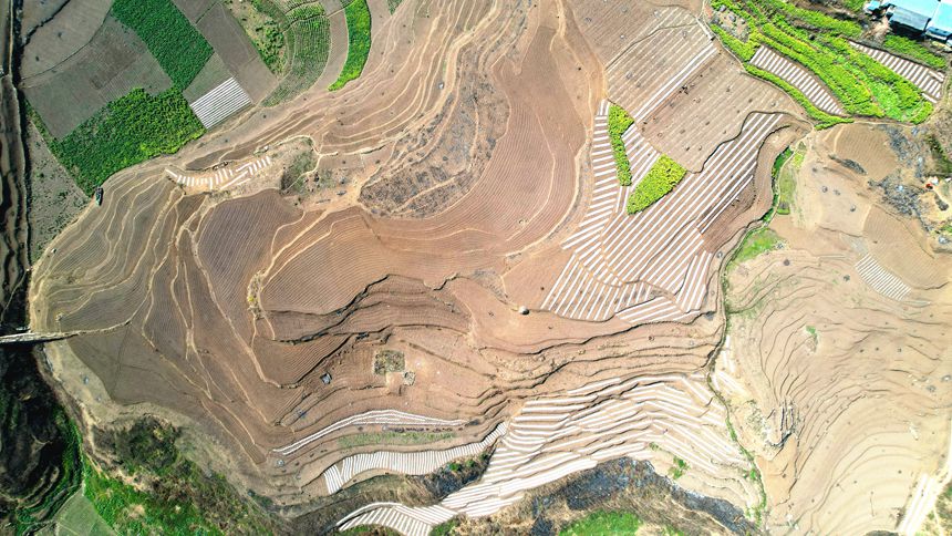 2月13日，貴州省大方縣石桅村早熟糯玉米基地航拍。李靈攝