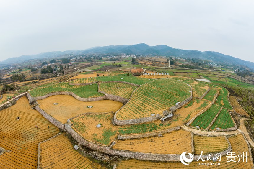 航拍貴州福泉市陸坪鎮羅坳村高標準農田示范區。人民網 涂敏攝