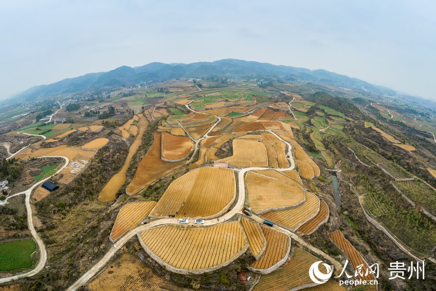 航拍貴州福泉市陸坪鎮羅坳村高標準農田示范區。人民網 涂敏攝