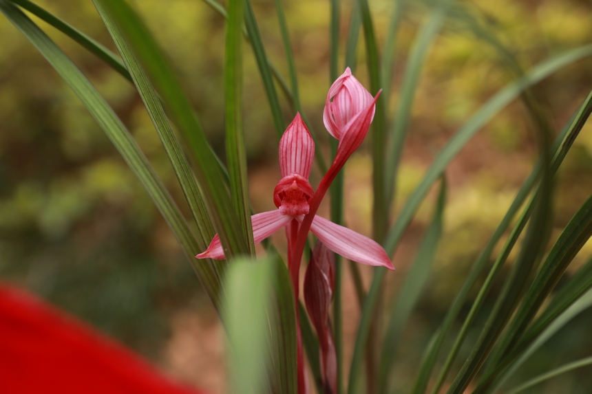 在劍河縣蘭花展上拍攝到的精品蘭花。