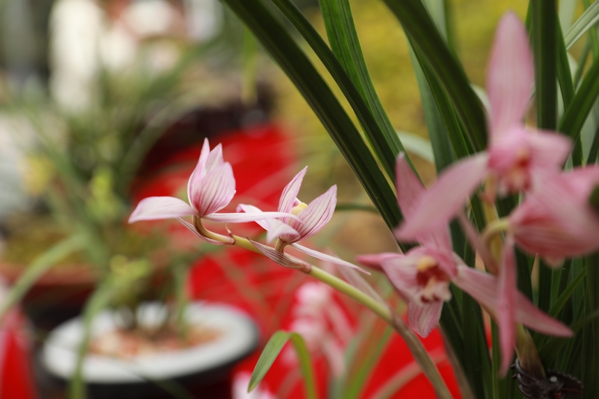 在劍河縣蘭花展上拍攝到的精品蘭花。