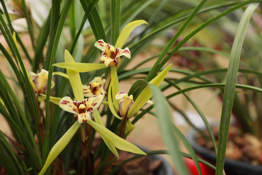 在劍河縣蘭花展上拍攝到的精品蘭花。