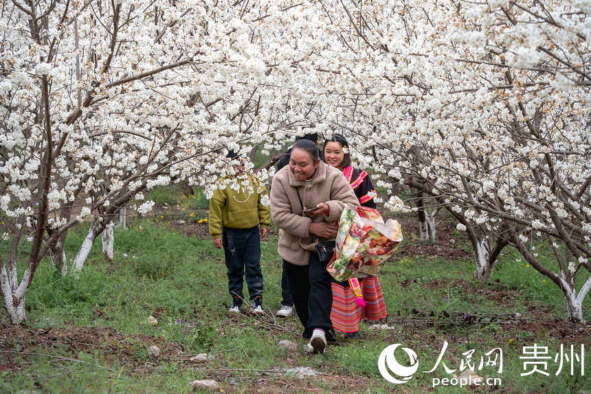 游客在櫻桃園中賞花踏青。人民網 涂敏攝