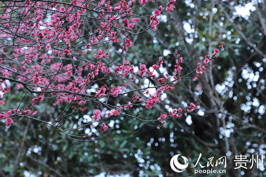 2月24日拍攝的已綻放的“春花”。人民網 顧蘭云攝
