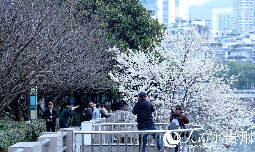 2月24日拍攝的已綻放的“春花”。人民網 顧蘭云攝