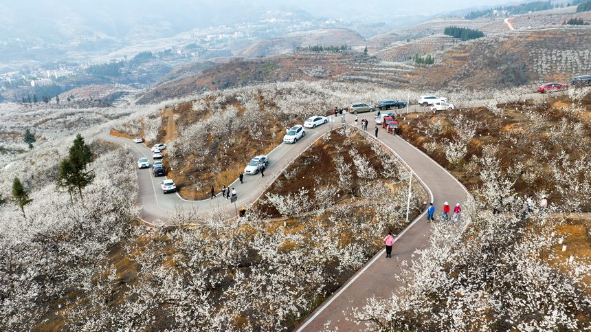 櫻桃花開春色美。