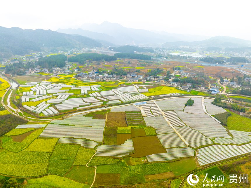 排列整齊的蔬菜大棚與盛放的油菜花十分養眼。人民網 陽茜攝