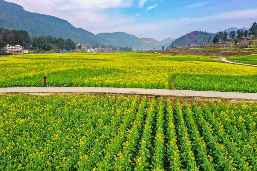 游客在油菜田間放風箏。