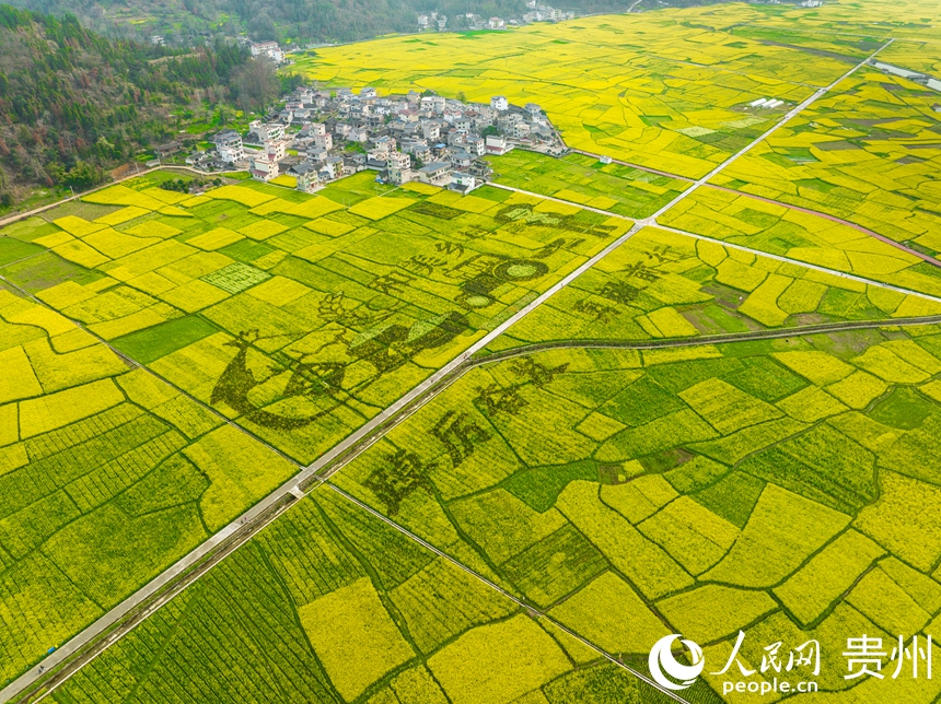 村居坐落在大片的油菜花田中間。人民網 陽茜攝