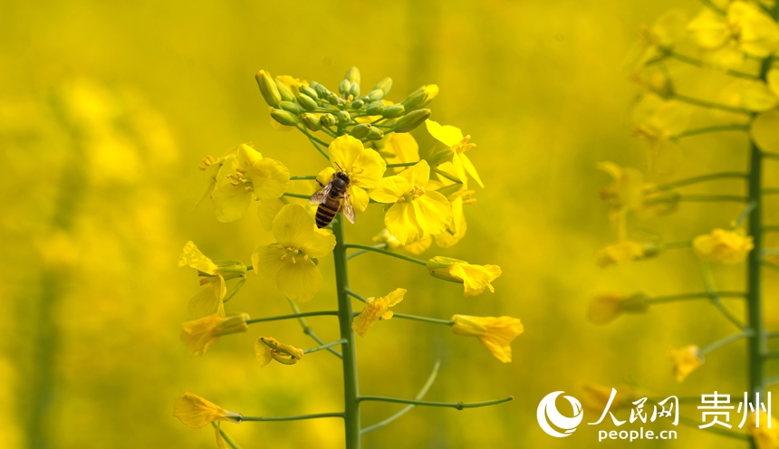蜜蜂停留在司前壩區的油菜花上。人民網 陽茜攝