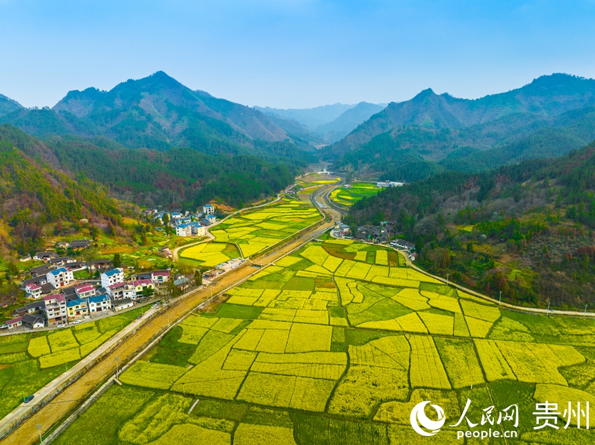 司前壩區的油菜花種植面積已達10000余畝。人民網 陽茜攝