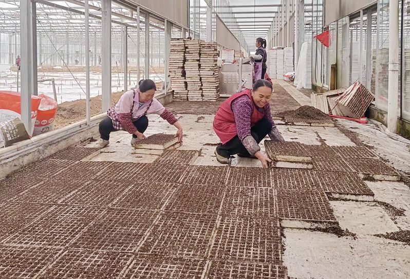 舟溪舟南辣椒育苗場景。