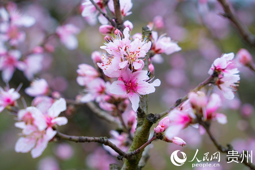 粉里透紅的桃花綴滿枝頭。人民網 陽茜攝