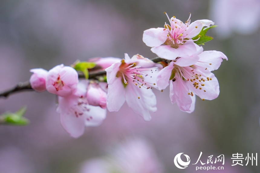 桃花綻放于枝頭。人民網 陽茜攝