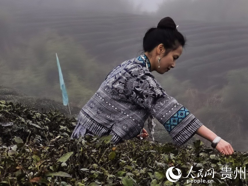 游客體驗采茶。人民網 王秀芳攝