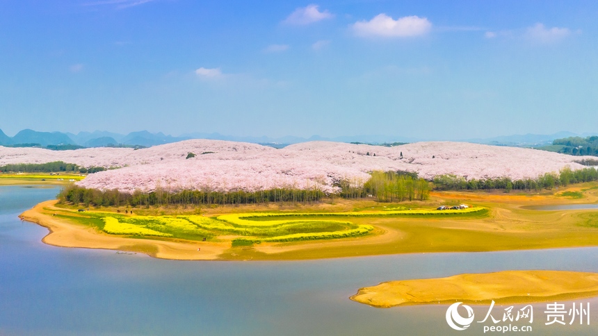 貴安櫻花園占地面積共2.4萬畝。人民網 陽茜攝