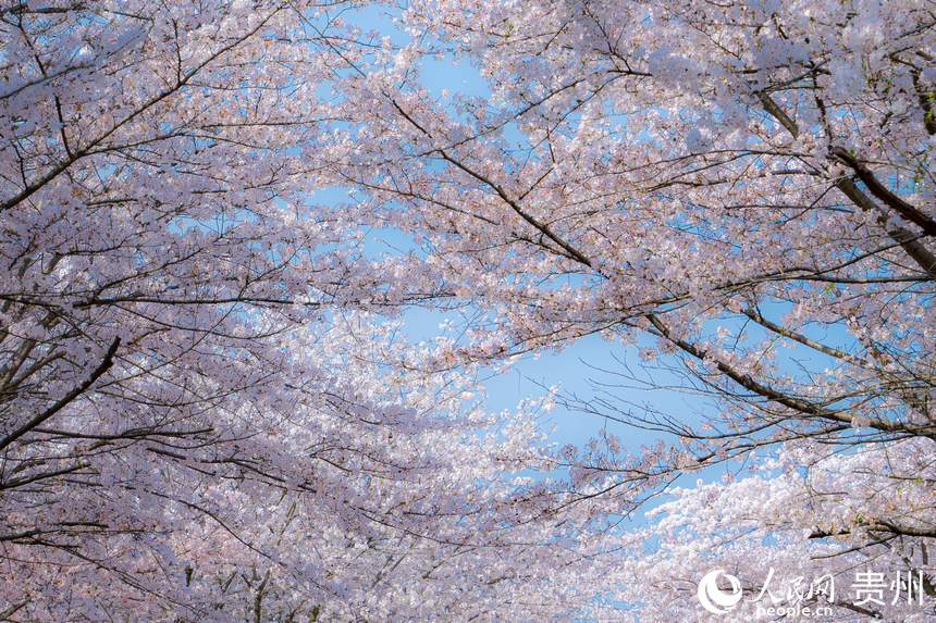 茂密的花枝交錯在空中。人民網 陽茜攝