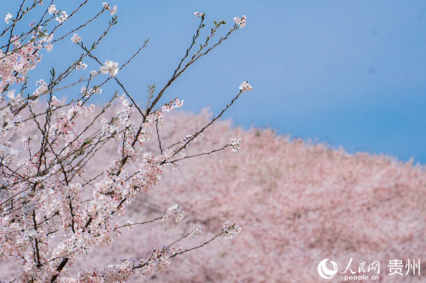 綻放的櫻花映襯在藍天下。人民網 陽茜攝