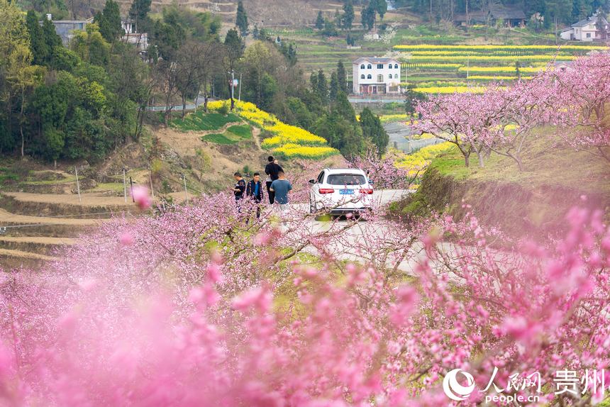 游客在桃園中欣賞盛開的桃花。人民網記者 涂敏攝