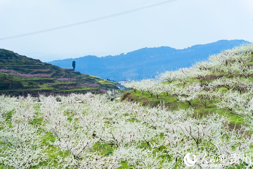 官倉鎮盛開的李花。人民網記者 涂敏攝