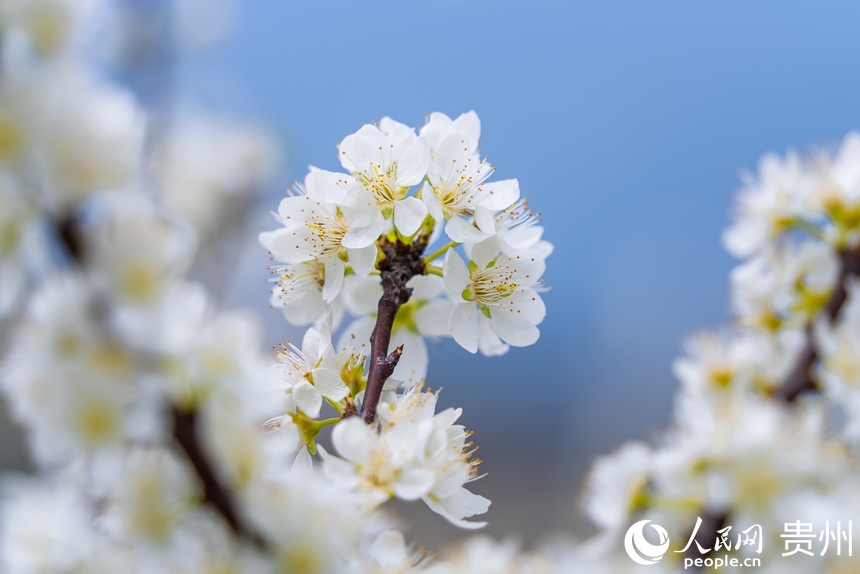 盛開的李花。人民網記者 涂敏攝
