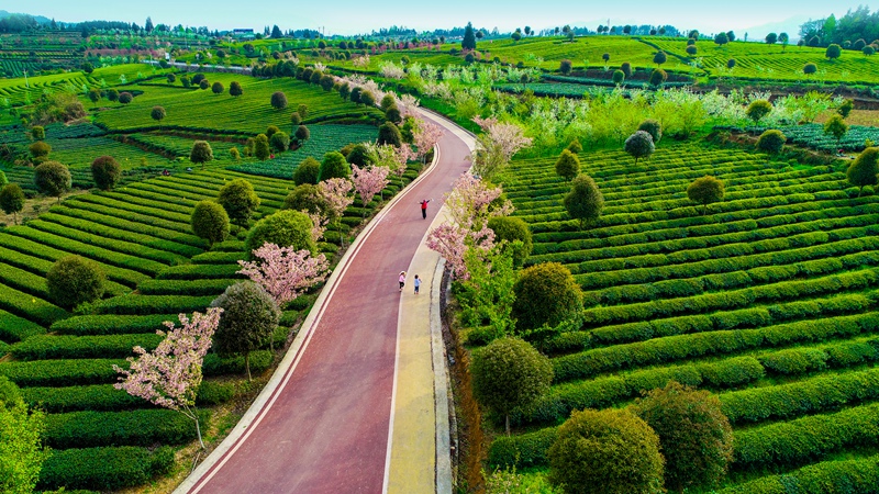 湄潭興隆小“茶?！?。張元攝