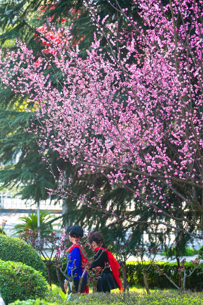 花影綽綽(姚祖銀 攝)