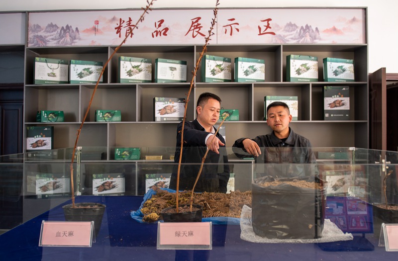 3月24日，安樂溪鄉電子商務中心，技術人員介紹天麻選種、授粉、育種等情況。李學友攝