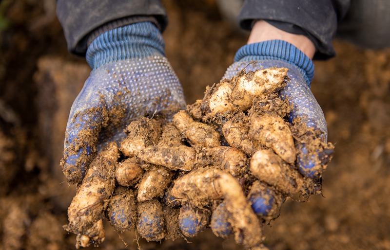 3月25日，安樂溪鄉安樂村村民展示剛采收的天麻種。李學友攝