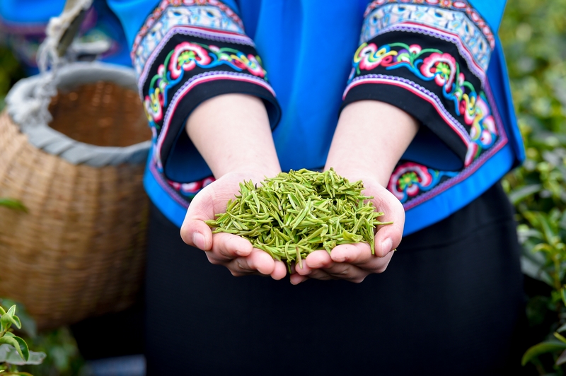 剛摘下的鮮茶。林劍攝