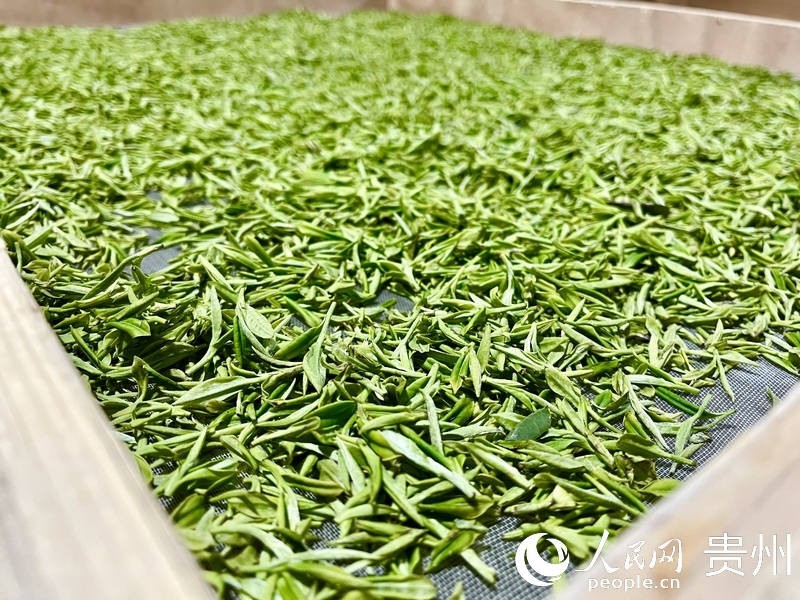 將茶葉晾干。人民網?李麗萍攝