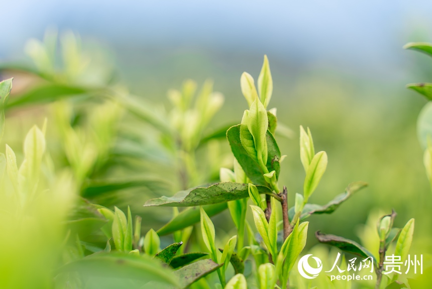 茶園內的茶芽。人民網記者 涂敏攝