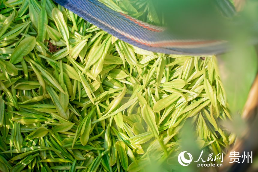 剛剛采摘的茶青。人民網記者 涂敏攝