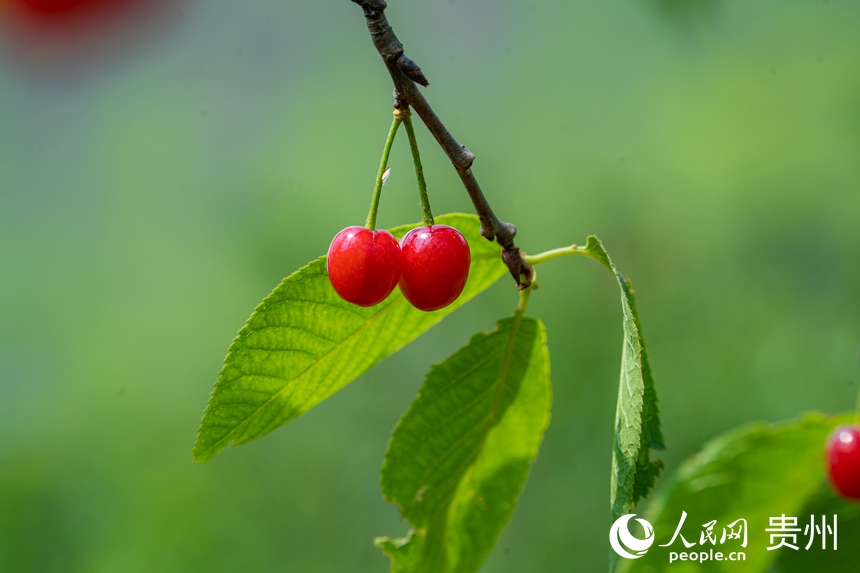 鮮紅色的櫻桃懸掛在枝頭。人民網 陽茜攝