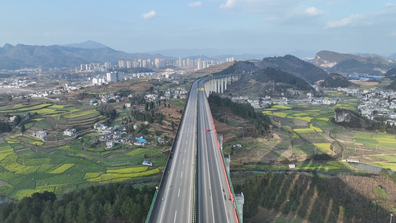 春日時節的金沙特大橋。陳雪攝