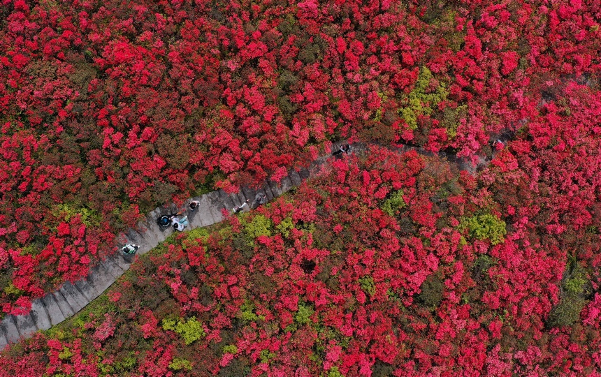 4月29日，游人在貴州省黔東南州丹寨縣龍泉山杜鵑花叢中觀賞游玩。