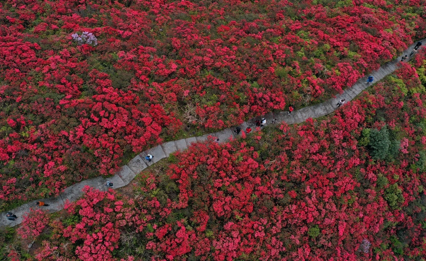 4月29日，游人在貴州省黔東南州丹寨縣龍泉山杜鵑花叢中觀賞游玩。