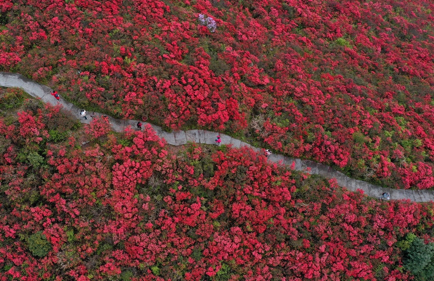 4月29日，游人在貴州省黔東南州丹寨縣龍泉山杜鵑花叢中觀賞游玩。
