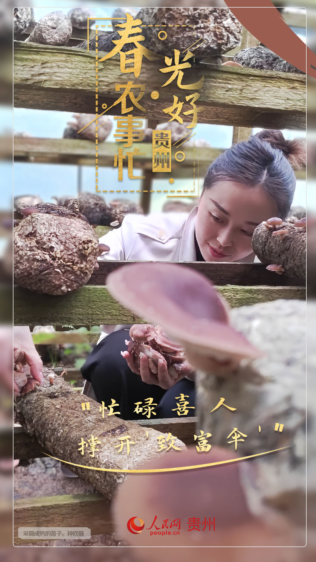 “忙碌喜人 撐開'致富傘'”。