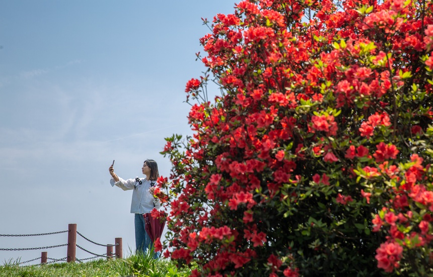 漫山杜鵑開，花海迎客來。唐正攝